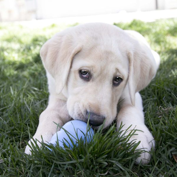 KONG PUPPY M - Imagen 2